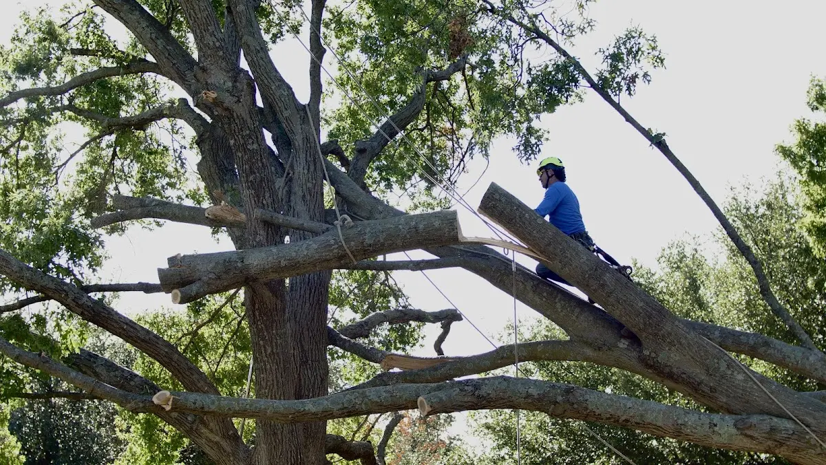 Professional Crown Thinning performed by certified arborists in Grannis